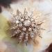 Antique Victorian Diamond Sunburst Brooch, Pendant 18k Yellow Gold